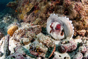 Octopus hiding in a hard coral reef at Racha island in Phuket, Thailand. Invertebrate in the sea. Underwater marine life behavior