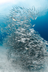 School of yellowstripe scad fish or yellow striped trevally. Massive group of fish schooling over white sand at Bay 2, Racha Yai island, one of popular dive sites for scuba diving in Phuket, Thailand.