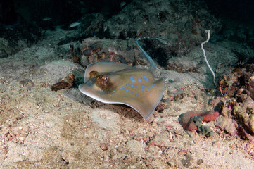 Bluespotted ribbontail ray (Taeniura lymma) swimming in hard coral reef of Bida Nok, a popular dive site in the area of Phi Phi island, Krabi, Thailand. Underwater marine life behavior