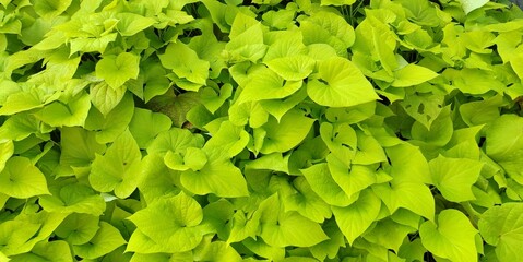 beautiful Cassava leaves in the garden
