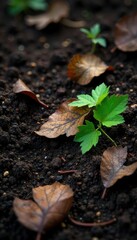 Dark, rich forest soil, damp and fertile, with decaying leaves and twigs Ideal for nature, gardening, botany, environmental themes Close-up texture shot , landscaping, green, organic