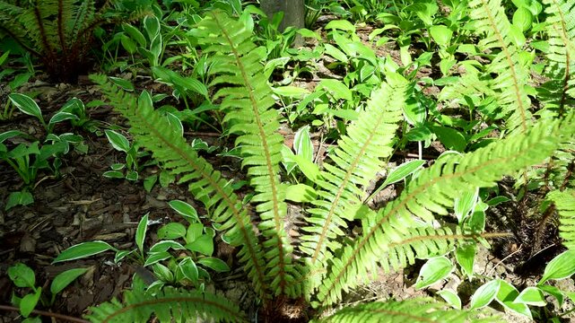 Polystichum Munitum Ferns Swaying Gently in a Forest Breeze