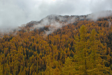 A dense forest of larch trees displays vibrant autumnal colors, creating a stunning golden landscape. Wisps of mist drift through the trees, adding an ethereal atmosphere to the mountain slope.