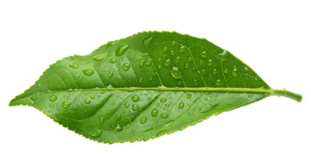 Stock photo of fresh green leaf with water droplets for nature and wellness related projects and designs