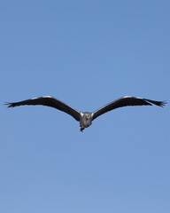 Close-up of Grey Heron in Flight