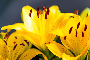 Yellow lily (Lilium) with orange-brown stamens backlit by the sun. Macro close-up of the magnificent and
colorful ornamental plant with selective focus. Translucent petals of a popular flower variety.