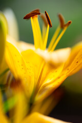 Yellow lily (Lilium) with orange-brown stamens backlit by the sun. Macro close-up of the magnificent and
colorful ornamental plant with selective focus. Translucent petals of a popular flower variety.