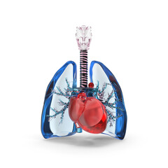 Transparent anatomical model of human heart and lungs isolated on transparent background