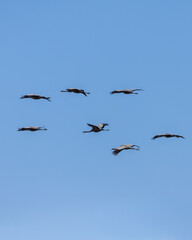 Flock of Cranes Flying in Sky