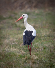 White Stork on Meadow
