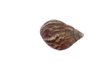 Brown  tan snail shell exhibits swirling patterns layers  a pointed tip against a plain bright background