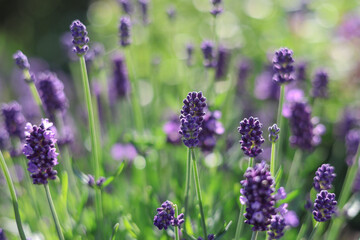 Beautiful purple Lavender flowers in the raised herb bed in the cottage garden in summer sunshine..