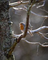 European Robin on Branch
