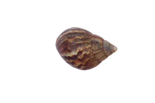 Brown  tan snail shell exhibits swirling patterns layers  a pointed tip against a plain bright background