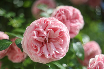 Beautiful pink english roses in bright summer sunshine in the cottage garden.