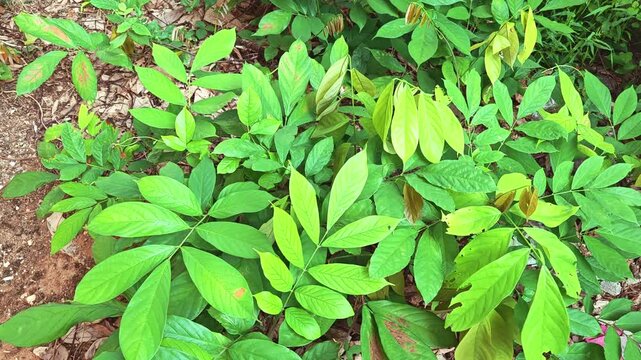 Close-up of Derris elliptica leaves in their natural habitat, with the camera panning slowly from left to right. The lush green foliage contrasts with hints of yellow, showcasing plant growth stages