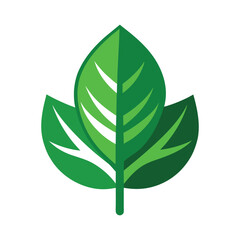 green leaf vector icon