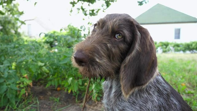 Cute german wirehaired pointer dog sitting on grass and gnawing wooden stick. Playful brown drahthaar puppy funny hitting camera on green lawn at garden. Pretty domestic doggy having fun outdoor