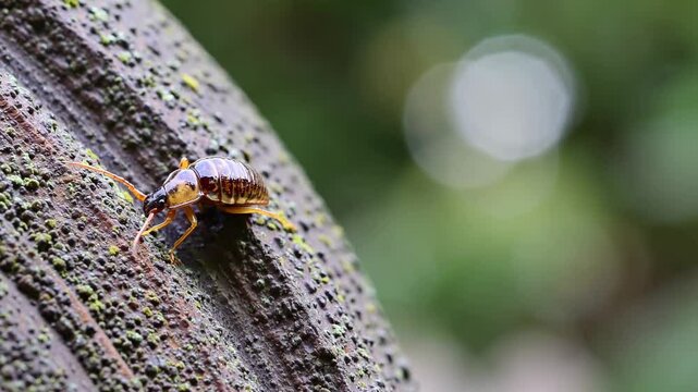 Earwig slowly crawling on a mossy surface, showcasing its delicate movements and intricate details