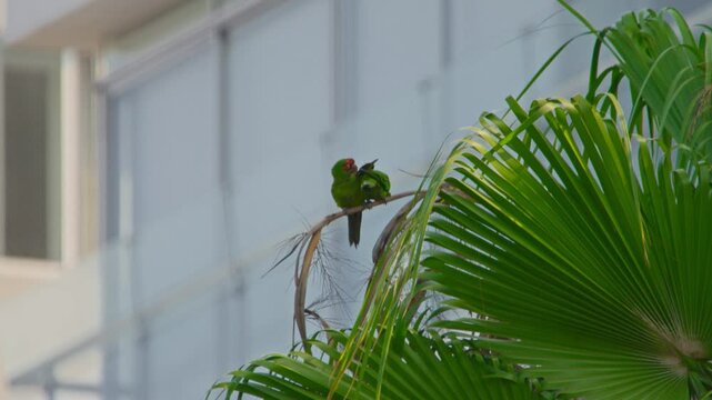 Two red-headed parrots grooming on a palm in Miraflores, Lima, Peru