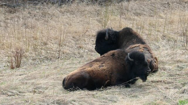 Two Wood (or Mountain) Bison resting while chewing cud (or ruminating) in a grassy clearing of a boreal forest of northeast British Columbia in spring; concepts bovine herd, migration and wildlife
