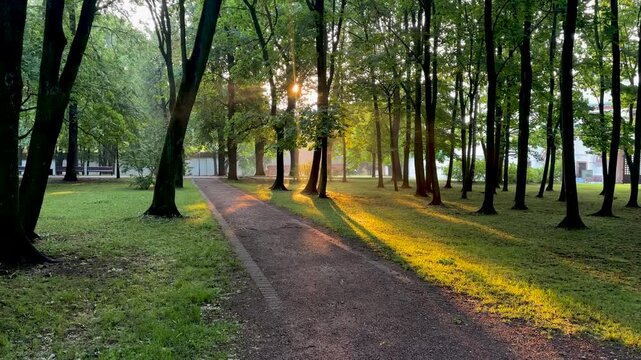 The sun breaks through the trees (4K 60, in motion)
