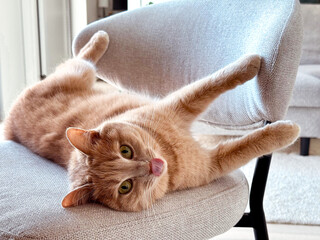 A playful orange cat is comfortably stretched out on a grey chair, its paws dangling as it lounges. The warm afternoon light fills the cozy living space, enhancing the relaxed atmosphere