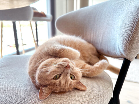 A ginger cat lies upside down on a soft chair, playfully stretching and enjoying the warm sunlight that streams into the room in the afternoon