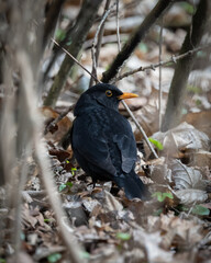 Common Blackbird in Grass
