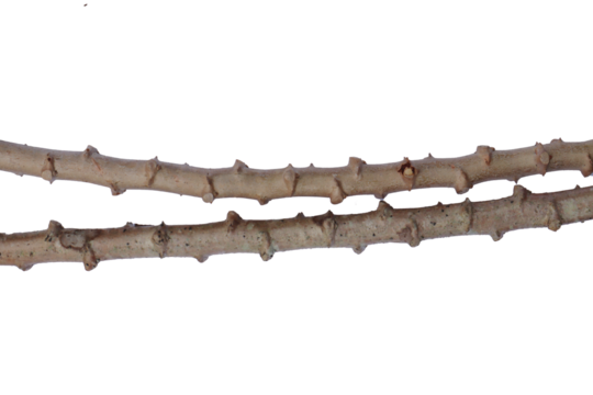 Two manioc stems lying parallel on a white surface