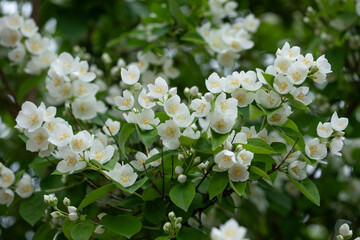 Jaśmin, jasmine