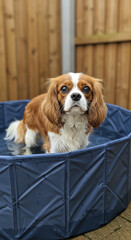 Cavalier King Charles Spaniel Dog Standing in a Blue Foldable Pool Outdoors