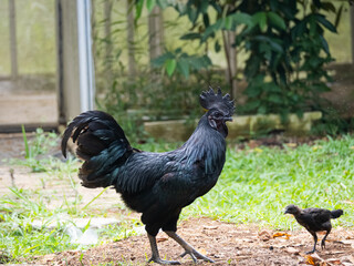 Cemani Rooster And Chick Cemani