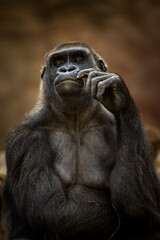 Photographs of primates, orangutans, monkeys, gorillas and apes