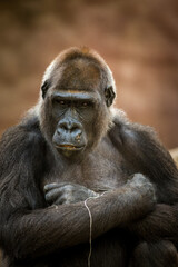 Photographs of primates, orangutans, monkeys, gorillas and apes