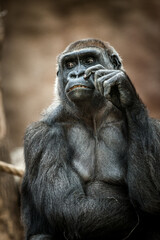 Photographs of primates, orangutans, monkeys, gorillas and apes