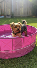 Yorkshire Terrier Dog Cooling Down in a Pink Portable Pool on a Sunny Day
