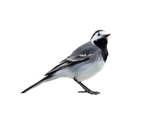Motacilla alba