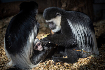 Photographs of primates, orangutans, monkeys, gorillas and apes