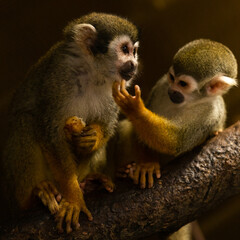 Photographs of primates, orangutans, monkeys, gorillas and apes