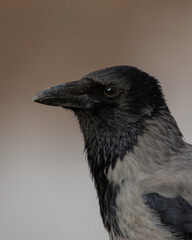 Hooded Crow Close-up