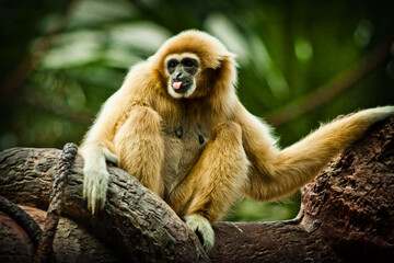 Photographs of primates, orangutans, monkeys, gorillas and apes