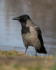 Hooded Crow Close-up