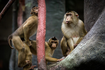 Photographs of primates, orangutans, monkeys, gorillas and apes