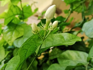 Macro shot of jasmine flower buds on a green leafy plant. The white unopened blooms and vivid leaves create a fresh, natural aesthetic perfect for themes of purity and fragrance.