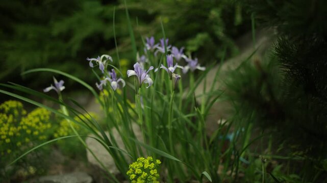 Milky White Iris , Iris lactea. Spring day in the garden