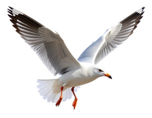 Flying Seagull with Spread Wings Gliding Mid-Air, Isolated on White Background