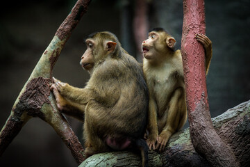 Photographs of primates, orangutans, monkeys, gorillas and apes