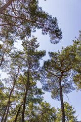 Fototapeta premium green forest in the ancient city of Phasels