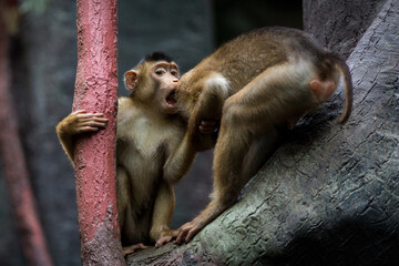 Photographs of primates, orangutans, monkeys, gorillas and apes